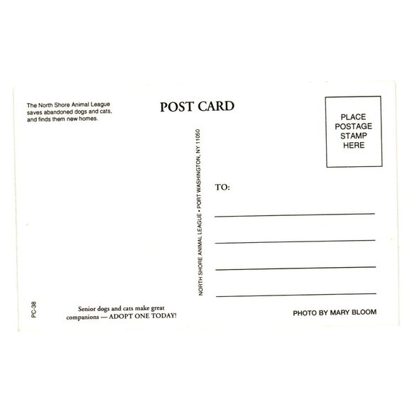 Vintage Postcard Bulldog Snowdog Wearing Red Scarves Humor North Shore Animal - Picture 2 of 2